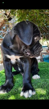 גורי קאנה קורסו ברמה הכי