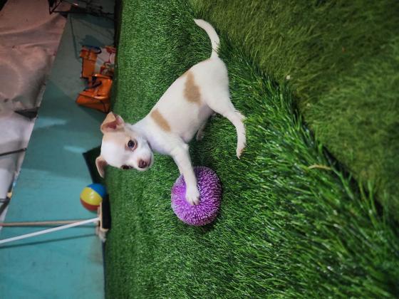 ציוואווה קצר שיער בן 3