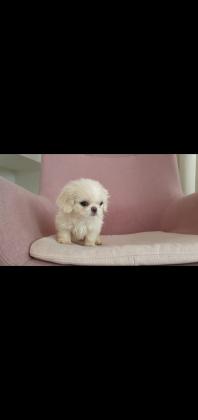 פקינזים גזעיים ראש אריה