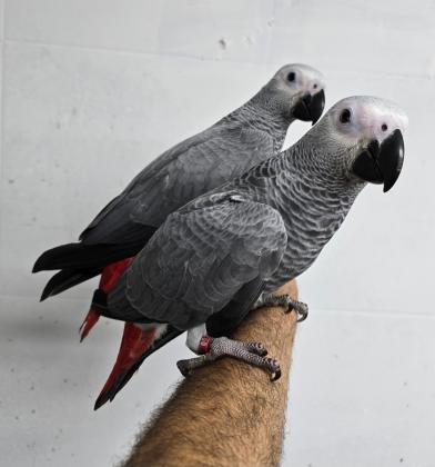 גאקו בני 3 חודשים האכלת יד, גמולים