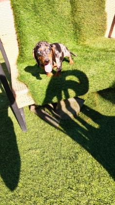 גור מהמם של תחש לאחר