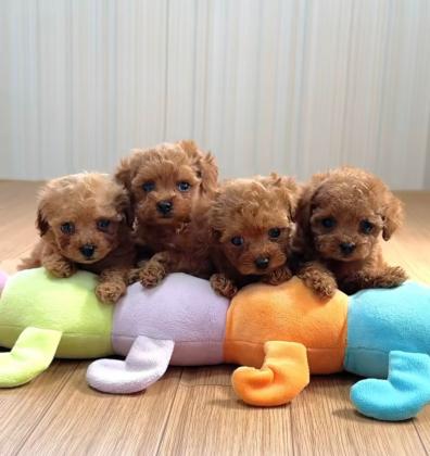 יש לנו גורי פודל זכרים