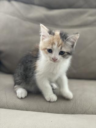 חמש לבבות קטנים מחפשים בית