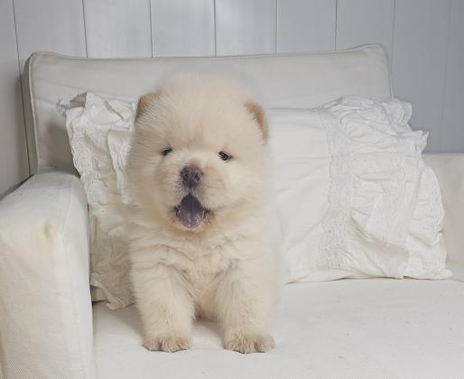 דובוני צאו מושלמים מהסוג