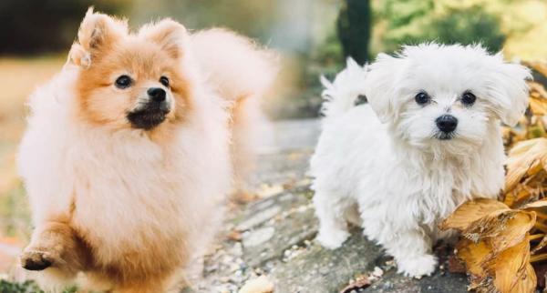 מלטז גזעי בני חודשיים מאוד