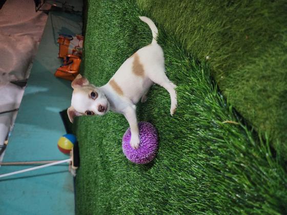 ציוואווה קצר שיער בן 3