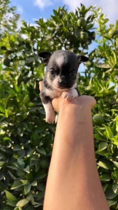 זכר צ׳יוואווה ננסי צבע טריקולור