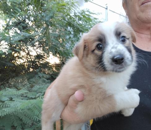 בורדר קולי, בני חודש וחצי,