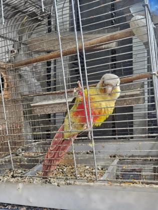 למכירה גוזלים של קוניורים יש