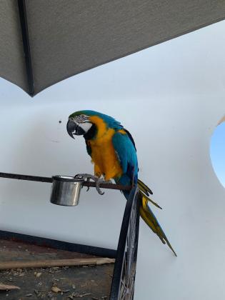 תוכי יפה ומטופל מדבר צוחק ורוקד