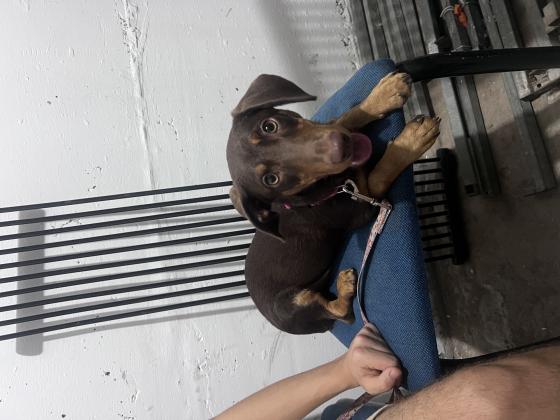 גורת תחש אנרגטית ומהממת ביופיה