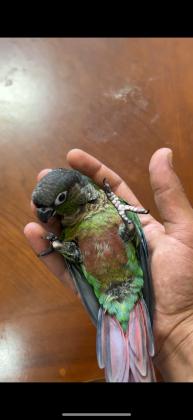 האכלת יד ברמה גבוהה חמוד מתאים לילדים