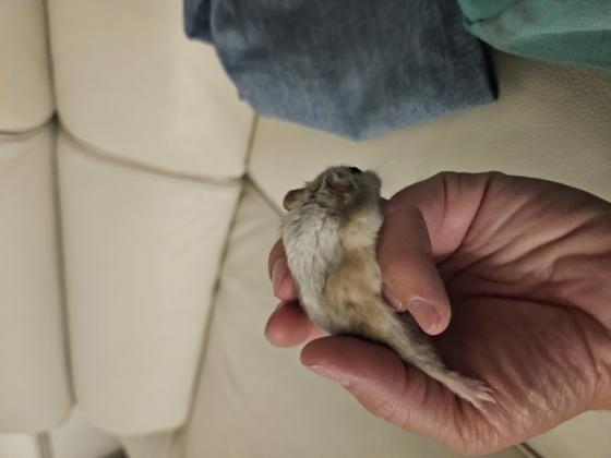 אוגר סיבירי נקבה אוהבת להתלטף