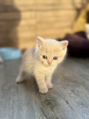 עיניים כחולות, פרווה רכה ואופי