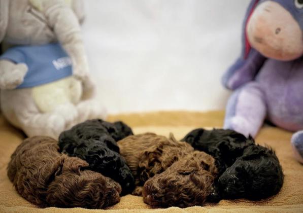 גורי פודל טוי מהממים צבע