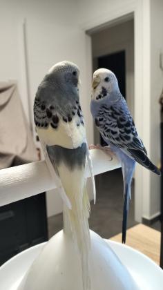 זוג תוכונים אוסטרלים (הזכר אוסטרלי