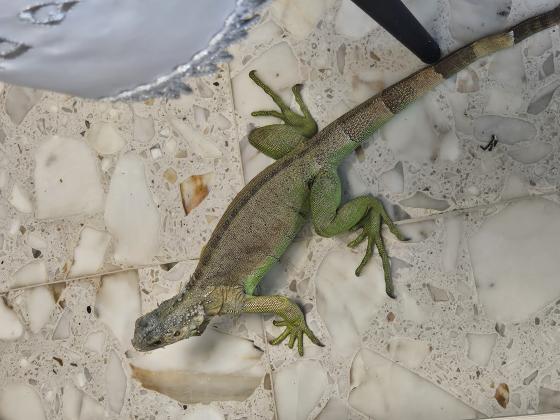 איגואנה שקטה גדולה אוכלת ירקות