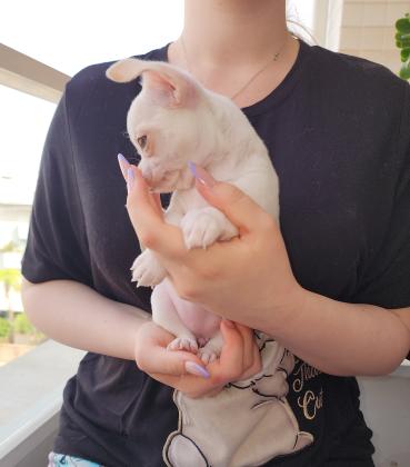 גורה צ'וואווה ננסי שיער קצר