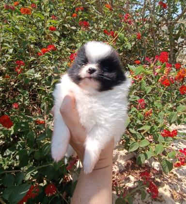 גור יפיוף בן 5 שבועות