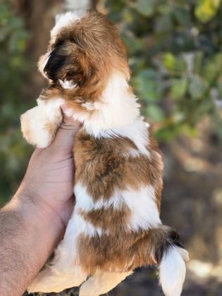 גורי שיצו מהממים לאחר חיסון