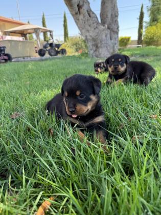 גורות רוטווילר למכירה לירצינים