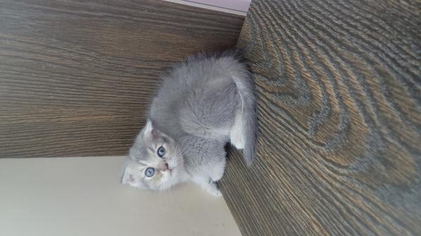 גורים סקוטיים גזעיים, מקסימים ויפיפיים