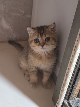 גורים סקוטי בכל מיני צבעים