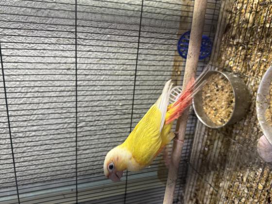 זוג גרינציקים 25 מטובעים ובדוקי מין