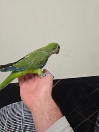 זוג קוואקר שניהם האכלת יד