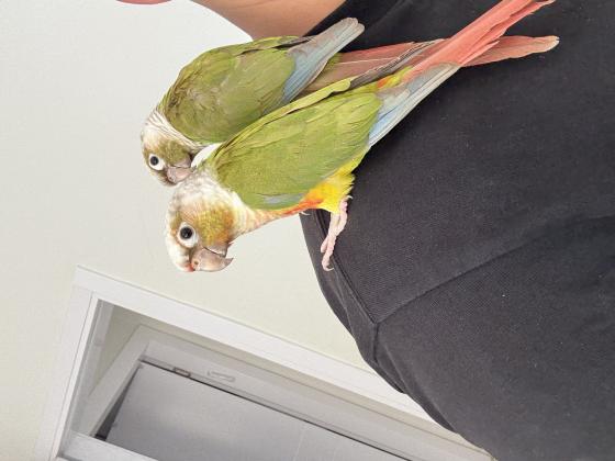 זוג גרינציקים האכלות יד בני