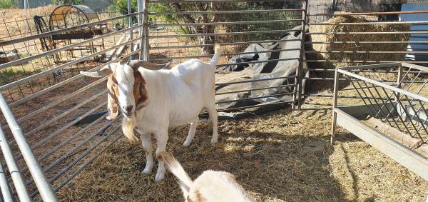 זכר 90% בורי עם 4 נקבות