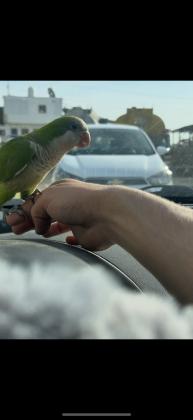 זוג קוואקר שניהם האכלת יד