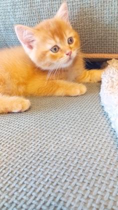 3 גורי סקוטים מהממים