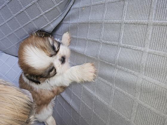 שיצו נקבה מהממת, היפואלרגנית ולא