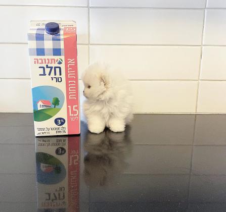 גורי פומרניין קטנים מאוד ימסרו