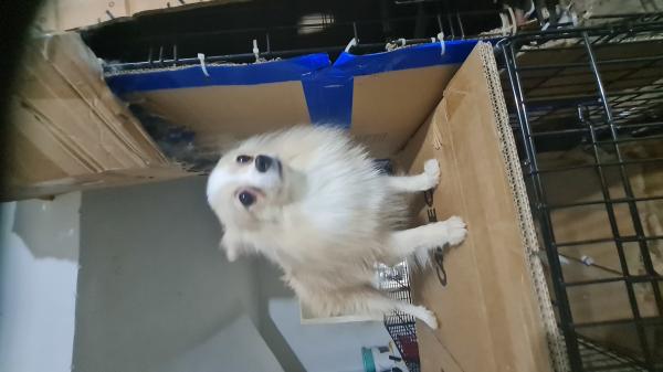 כלבת פומרניאן מהממת בצבעים יפים