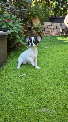 גורות ניקבות של ציוואווה למקירה