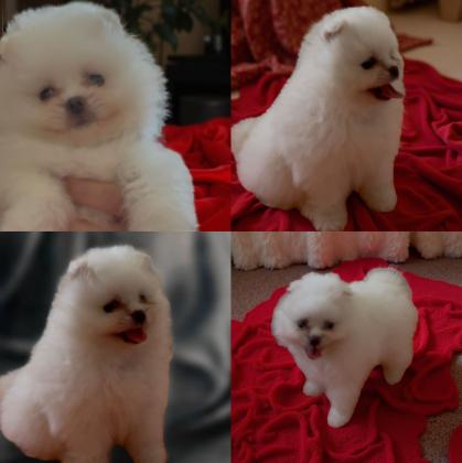 למכירה גורים פומרניין דובי לא