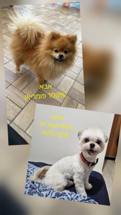 גורי פומריאן מהממים ומתוקים