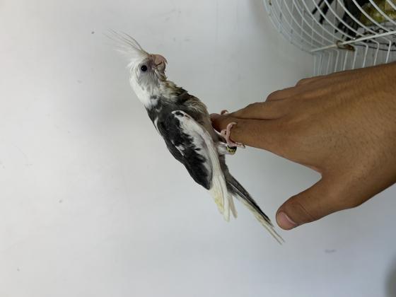 האכלת יד רמה לא נושכים