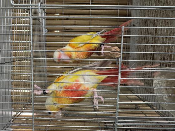 מבחר גרינציקים זוגות בדוקי מין