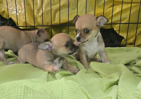 גורי ציוואוואה ננסיים קטנים ומתוקים