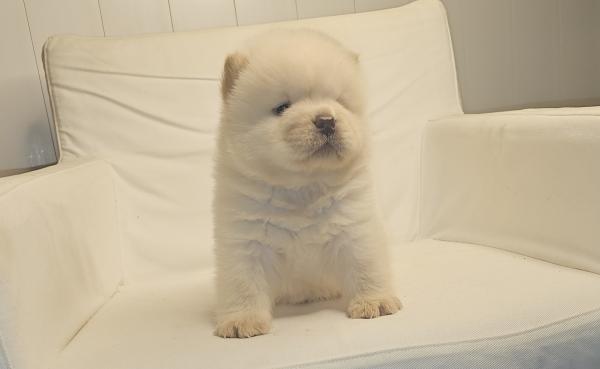 דובוני צאו מושלמים מהסוג