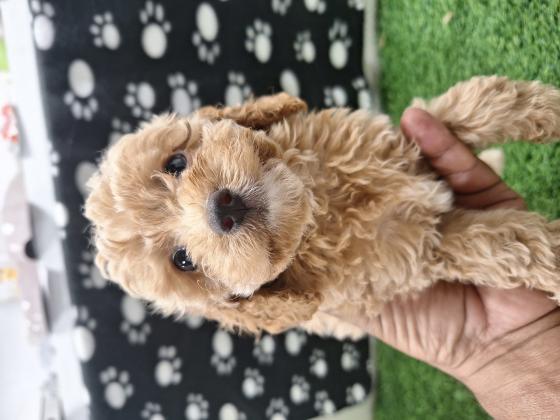 פודל טוי טיקאפ בן 8