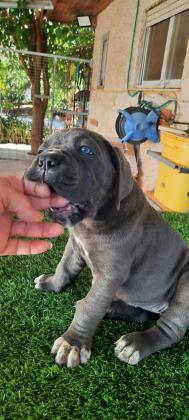 גורי קאנה קורסו ברמה הכי