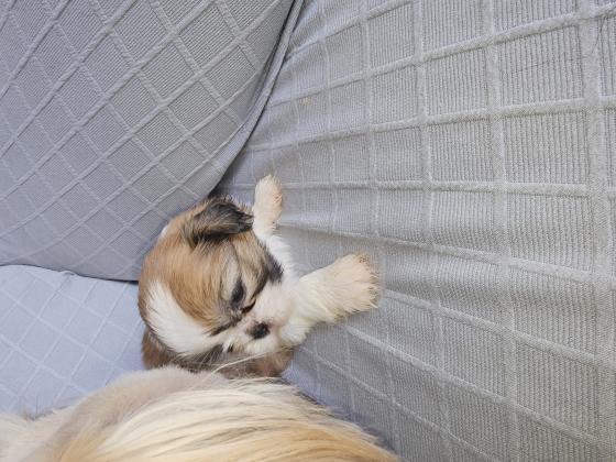 שיצו מתוקים היפואלרגניים ולא מנשירים,