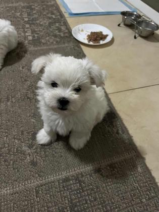 נלה המתוקה שלנו מחפשת בית חם ואוהב