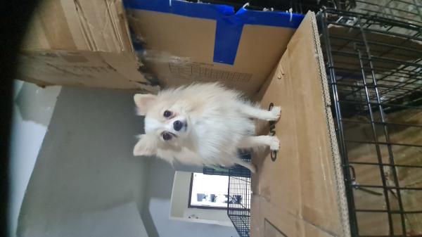 כלבת פומרניאן מהממת בצבעים יפים