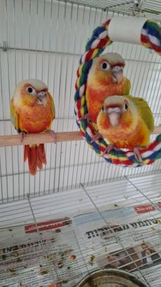 קוניור סאנשיק אכלת יד 2025 בדוקי מין