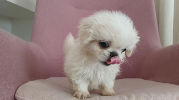 פקינזים גזעיים ראש אריה